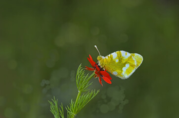 Zegris butterfly / Zegris eupheme
