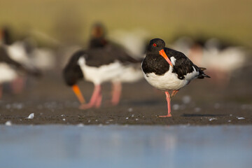 Oystercatcher - Austernfischer - Haematopus ostralegus ostralegus, Germany (Schleswig Holstein), adult
