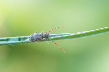 Macro image of an insect in Germany