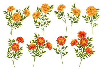 Set of Marigold Flowers
