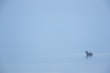 Little Grebe - Zwergtaucher - Tachybaptus ruficollis ssp. ruficollis, Germany (Baden-Württemberg), winter