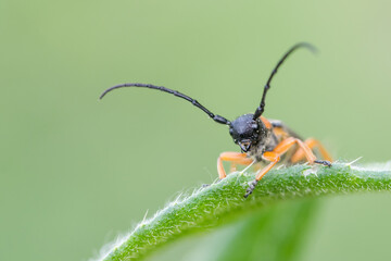 Macro image of an insect in Germany