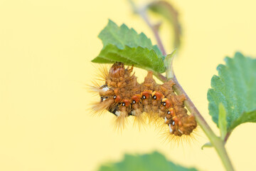 Macro image of an insect in Germany