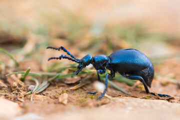 Macro image of an insect