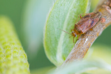 Macro image of an insect in Germany