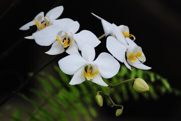 This photo is a beaitiful white orchid flower