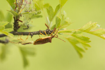 Macro image of an insect in Germany