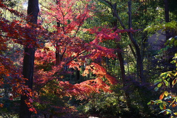 竹林と紅葉　世田谷区瀬田にある長野市出身の小坂氏(実業家・政治家）の旧別邸は、国分寺崖線を利用した敷地に自然豊かな庭が広がる。