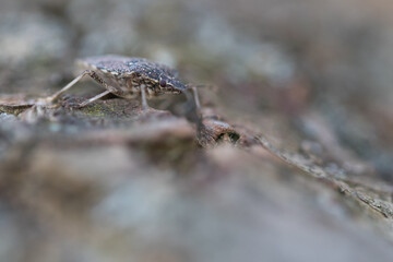 Macro image of an insect in Germany