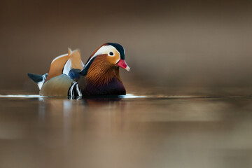 Mandarin Duck - Mandarinente - Aix galericulata, Germany (Baden-Württemberg), adult, male