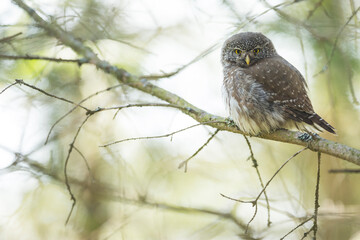 Eurasian Pygmy-Owl - Sperlingskauz - (Glaucidium passerinum ssp. passerinum, Germany (Baden-Württemberg), adult