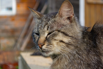 tabby cat on the street