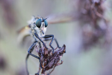 Macro image of an insect in Germany
