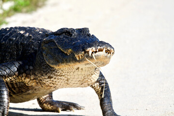 American Alligator 