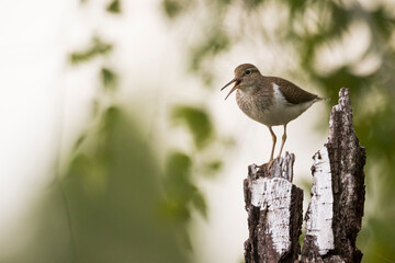 Common Sandpiper - Flussuferläufer - Actitis hypoleucos, Russia (Irkutsk), adult, breeding plumage
