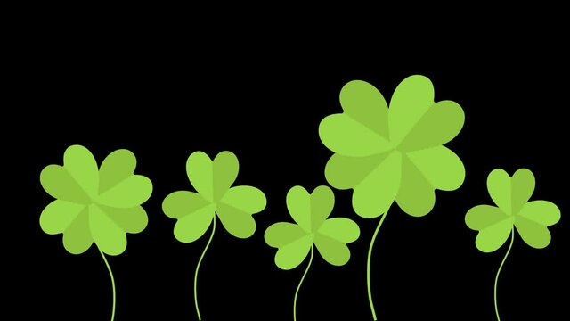 4k Clover plant animated video. 
