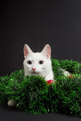 White cat playing in christmas decorations made of tinsel and balls on black background