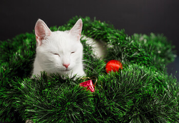 White cat playing in christmas decorations made of tinsel and balls on black background