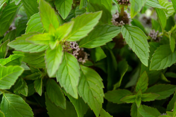 fresh green mint close-up on a wooden table