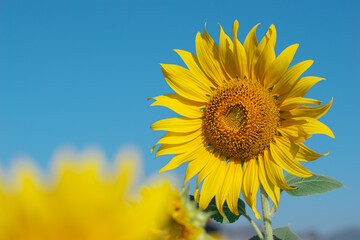 Sunflower in the field with daylight and vivid blue sky, Sunflowers also a popular economic crop to bring seeds to be consumed Including the extraction of sunflower oil, popular among health lovers.