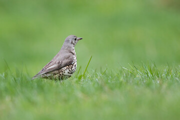 Mistle Thrush - Misteldrossel - Turdus viscivoruss ssp. viscivorus, Germany (Baden-Württemberg), adult