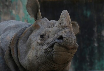 Fototapeta premium close up of a Rhinoceros, great details of a Rhinoceros commonly abbreviated to rhino.