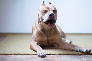 portrait of a bulldog