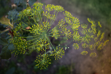 growing fresh green dill umbrellas in the garden