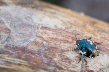 Macro image of an insect in Germany