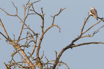 Black-winged Kite - Gleitaar - Elanus caeruleus ssp. caeruleus, Germany (Baden-Württemberg), 2nd cy