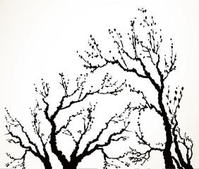 Vector image of mighty tree with bare branches