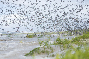 Dunlin - Alpenstrandläufer - Calidris alpina, Germany (Hamburg), at high-tide roost with Sanderling and Red Knot