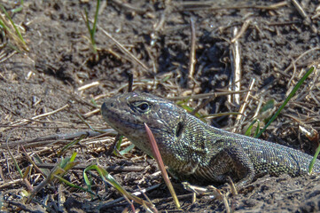 lizard on the ground