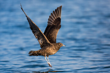 Arctic Jaeger - Schmarotzerraubmöwe - Stercorarius parasiticus, Germany (Baden-Württemberg), 1st cy