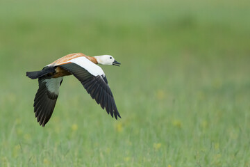 Ruddy Shelduck - Rostgans - Tadorna ferruginea, Russia (Baikal), adult, female