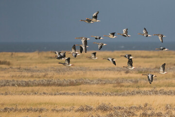 Greylag Goose - Graugans - Anser anser ssp. anser, Germany (Niedersachsen), migrating