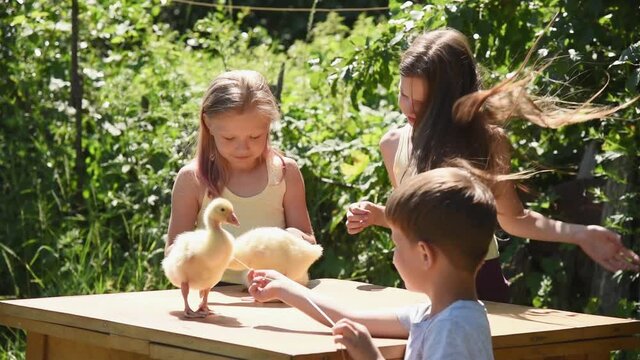 Children play and feed little ducklings with grass on a sunny day