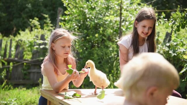 Children play and feed little ducklings with grass on a sunny day