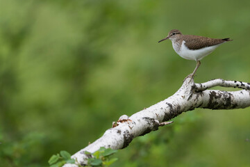 Common Sandpiper - Flussuferläufer - Actitis hypoleucos, Russia (Irkutsk), adult, breeding plumage