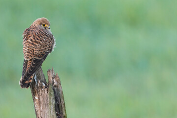 Common Kestrel - Turmfalke - Falco tinnunculus ssp. tinnunculus, Spain (Andalucia), 2nd cy.