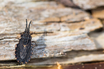 Macro image of an insect in Germany