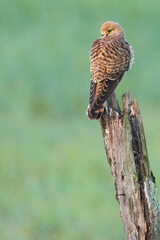 Common Kestrel - Turmfalke - Falco tinnunculus ssp. tinnunculus, Spain (Andalucia), 2nd cy.