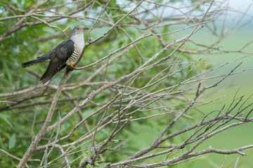 Oriental Cuckoo - Hopfkuckuck - Cuculus saturatus ssp. optatus, Russia (Baikal), adult male