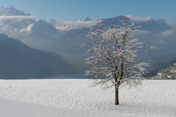 Winterlandschaft: Bergpanorama mit verschneitem Laubbaum