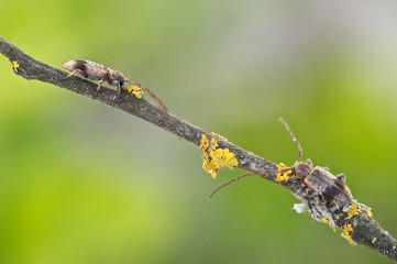 Macro image of an insect in Germany