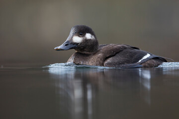 Velvet Scoter - Samtente - Melanitta fusca, Switzerland (Schaffhausen), 1st cy, female