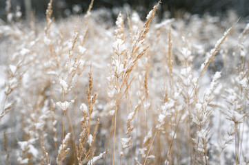 Frozen spikelets on a snowy winter wheat field
