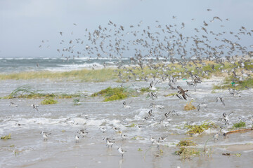 Sanderling - Sanderling - Calidris alba, Germany (Hamburg), at high-tide roost