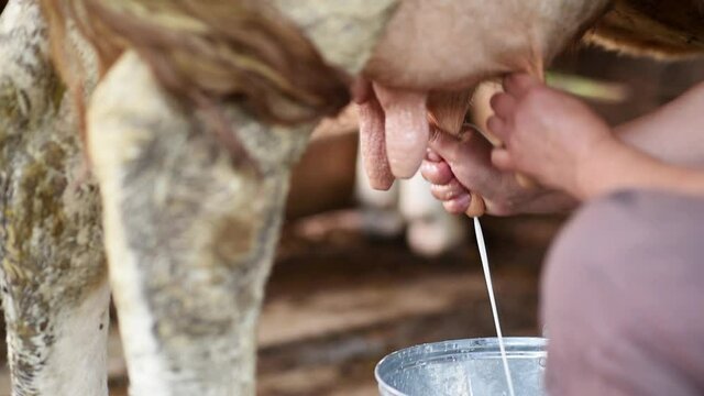 An old woman milks a cow in a barn. Close-up