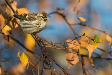 Common Redpoll - Taiga-BIrkenzeisig - Carduelis flammea flammea, Germany (Niedersachsen), 1st cy